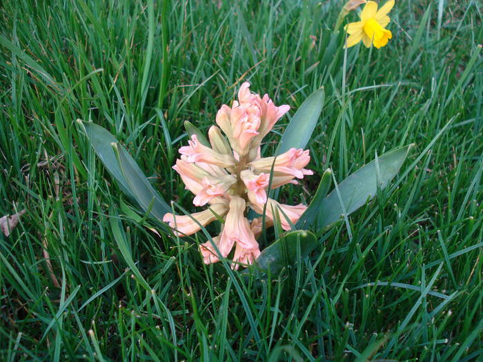 Hyacinth Gypsy Queen (2009, April 01)