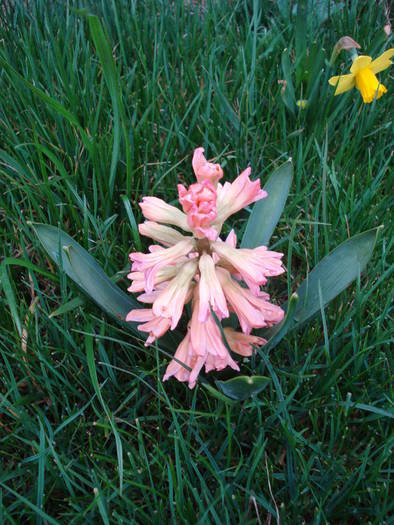 Hyacinth Gypsy Queen (2009, April 02)