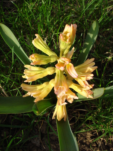 Hyacinth Gypsy Queen (2010, March 30)