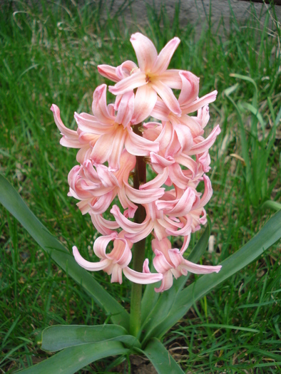 Hyacinth Gypsy Queen (2010, April 05)