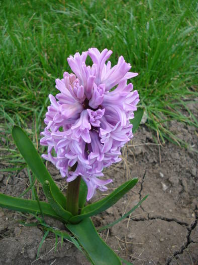 Hyacinth Splendid Cornelia (2009, Apr.06)