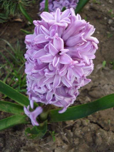 Hyacinth Splendid Cornelia (2009, Apr.06) - Hyacinth Splendid Cornelia