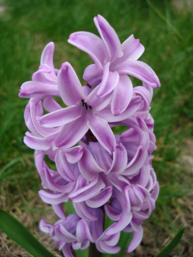 Hyacinth Splendid Cornelia (2010, Apr.05)