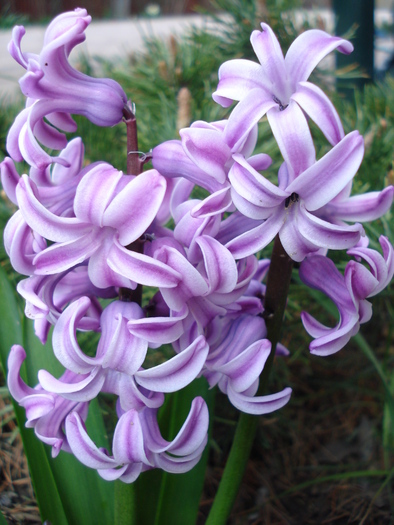 Hyacinth Splendid Cornelia (2010, Apr.08)