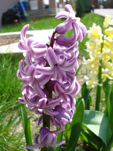 Hyacinth Splendid Cornelia (2010, Apr.10)