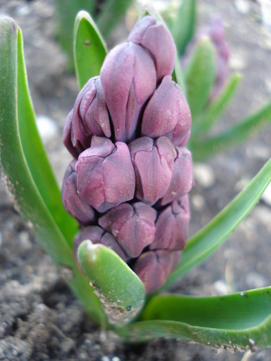 Hyacinth Woodstock (2010, April 08) - Hyacinth Woodstock