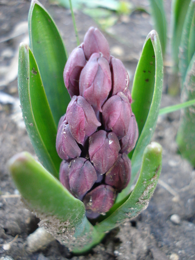 Hyacinth Woodstock (2010, April 08) - Hyacinth Woodstock