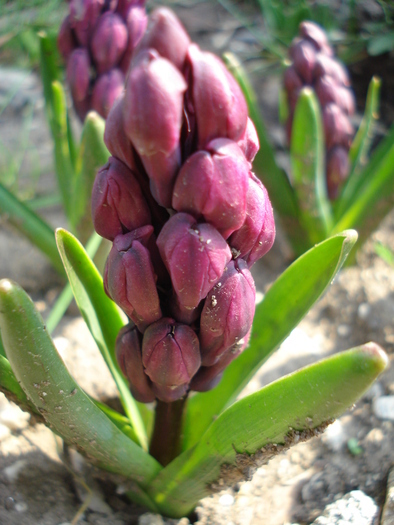 Hyacinth Woodstock (2010, April 09)