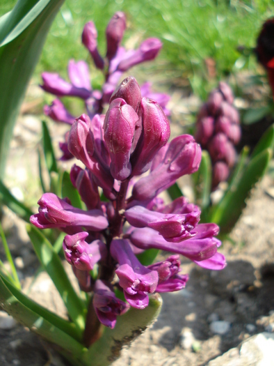 Hyacinth Woodstock (2010, April 10)