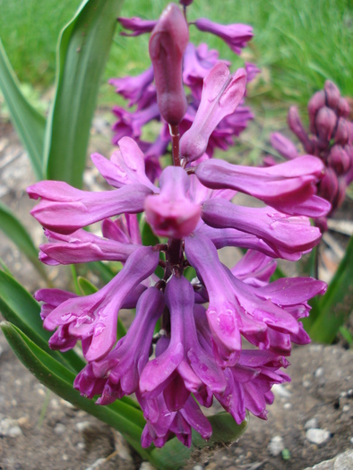 Hyacinth Woodstock (2010, April 11) - Hyacinth Woodstock