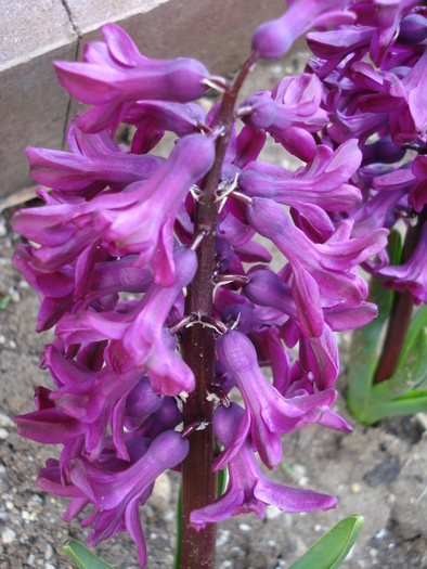 Hyacinth Woodstock (2010, April 13) - Hyacinth Woodstock