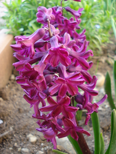 Hyacinth Woodstock (2010, April 13)