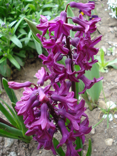 Hyacinth Woodstock (2010, April 14)