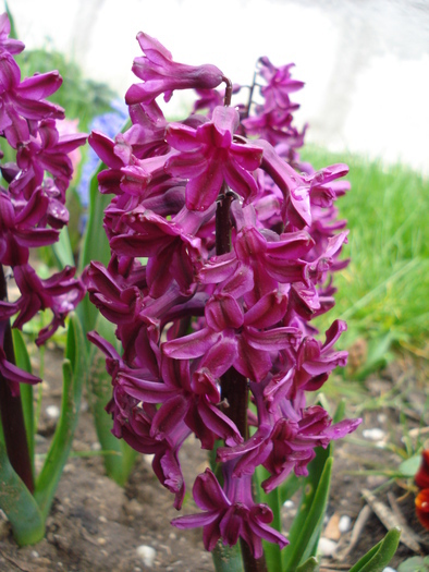 Hyacinth Woodstock (2010, April 15) - Hyacinth Woodstock