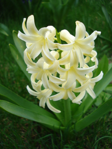 Hyacinth Yellow Queen (2010, April 05) - Hyacinth Yellow Queen