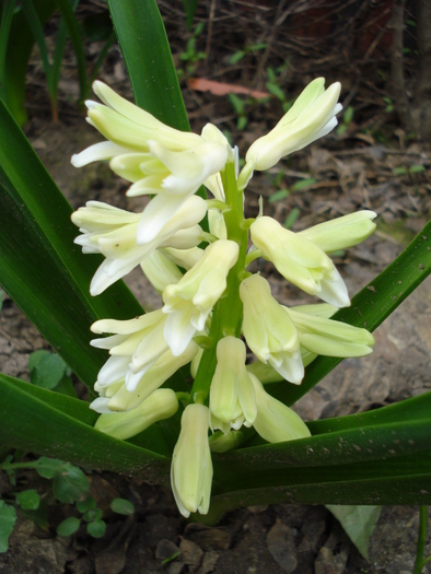 Hyacinth Yellow Queen (2010, April 05) - Hyacinth Yellow Queen