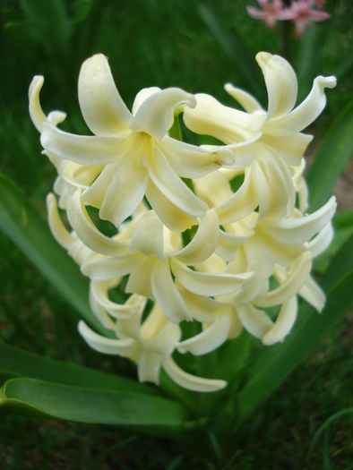 Hyacinth Yellow Queen (2010, April 05) - Hyacinth Yellow Queen