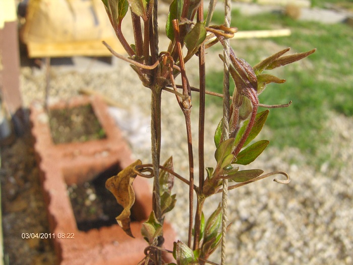 MUGURI CLEMATITA