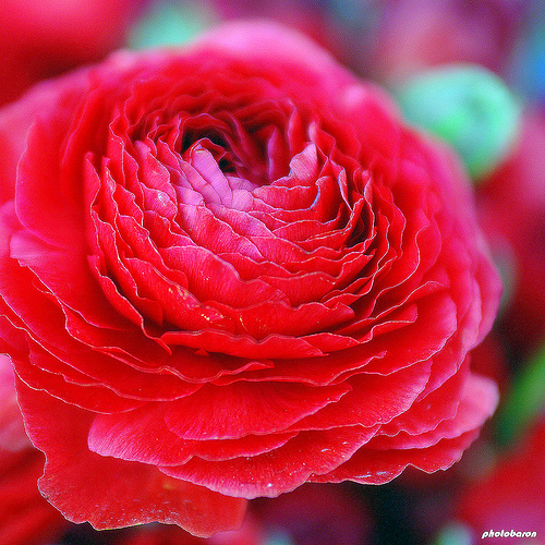 ranunculus red - Bulbi de la Atlasplant