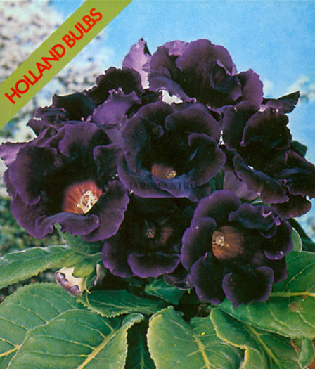 gloxinia hollywood - Bulbi de la Atlasplant