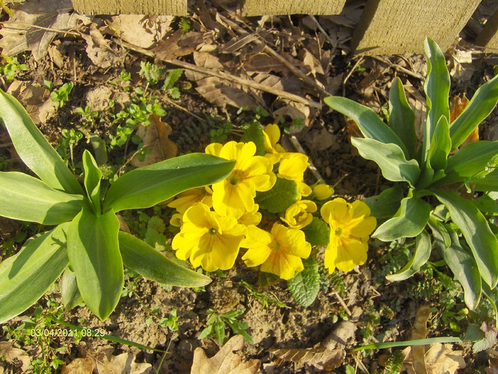 CRINI SI PRIMULA