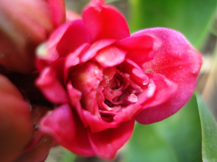 Hyacinthus Hollyhock (2010, April 23) - Hyacinth Hollyhock