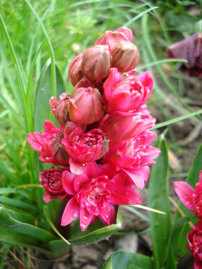 Hyacinthus Hollyhock (2010, April 25) - Hyacinth Hollyhock