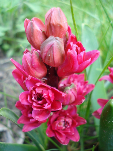 Hyacinthus Hollyhock (2010, April 26)