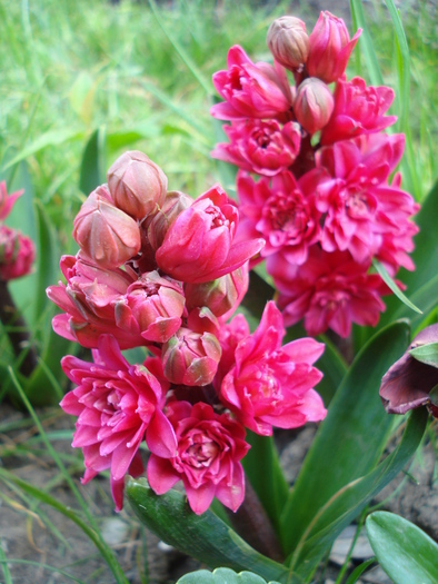 Hyacinthus Hollyhock (2010, April 26) - Hyacinth Hollyhock