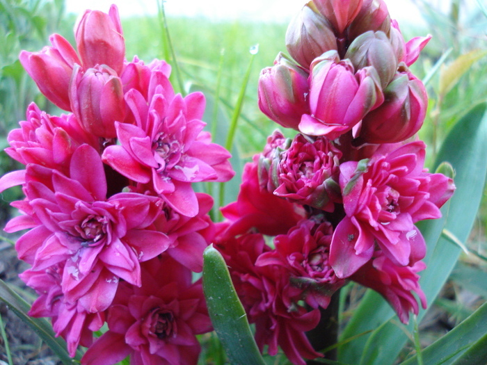 Hyacinthus Hollyhock (2010, April 28)