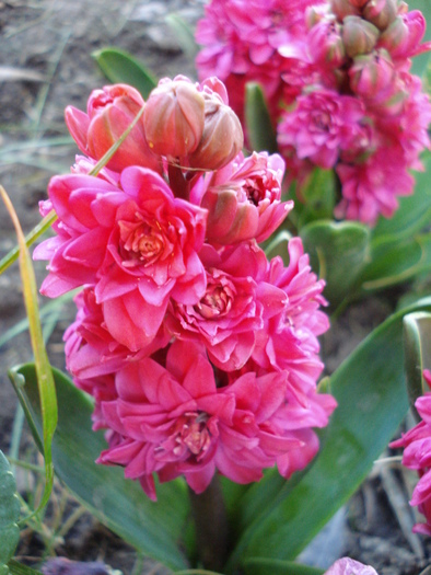 Hyacinthus Hollyhock (2010, April 28) - Hyacinth Hollyhock