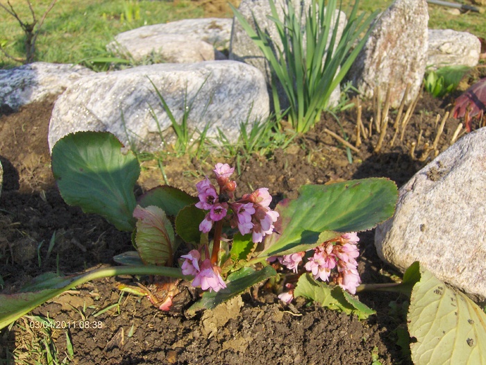 BERGENIA