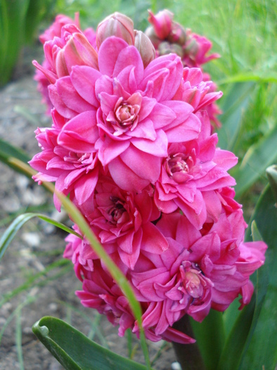Hyacinthus Hollyhock (2010, April 29) - Hyacinth Hollyhock