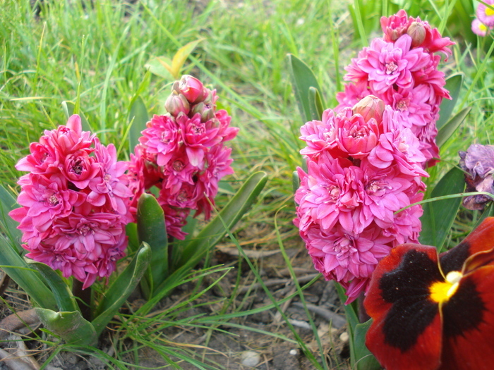 Hyacinthus Hollyhock (2010, April 29) - Hyacinth Hollyhock