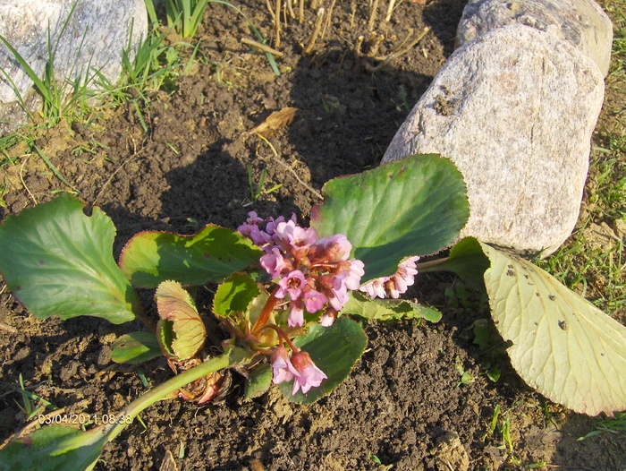 BERGENIA