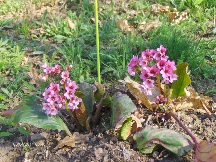 BERGENIA