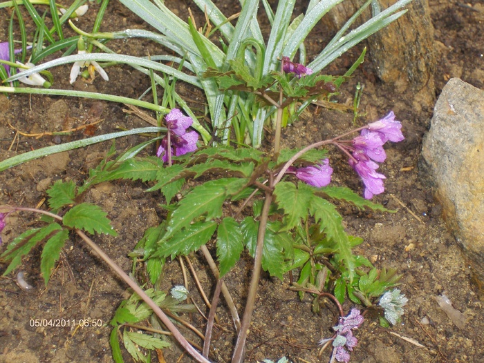 059; VALEA RAULUI DOAMNEI
