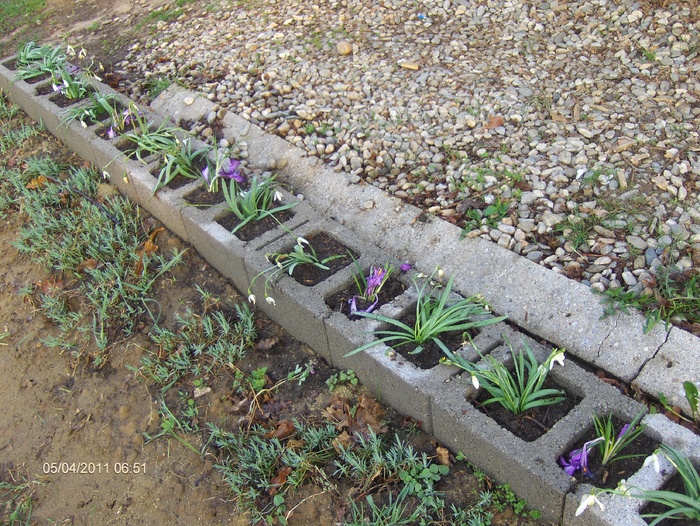 GHIOCEI SI BRANDUSE; VALEA RAULUI DOAMNEI
