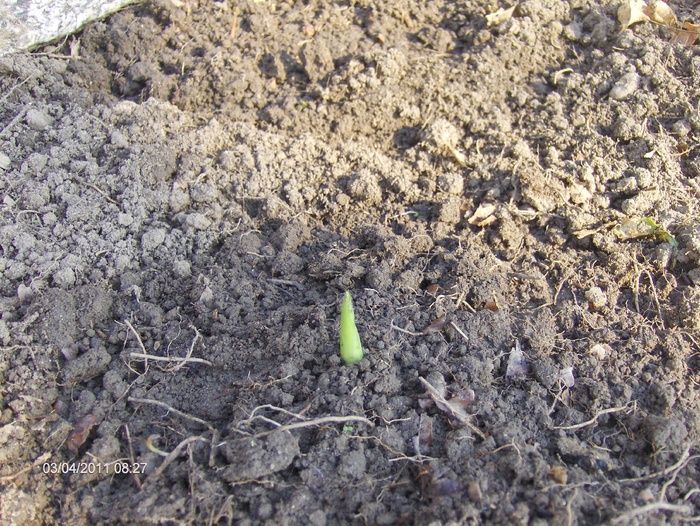 CRIN HOSTA - MULTUMESC_ELIPOPA