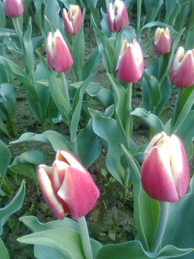 Imagine0597 - Flori pentru 8 martie