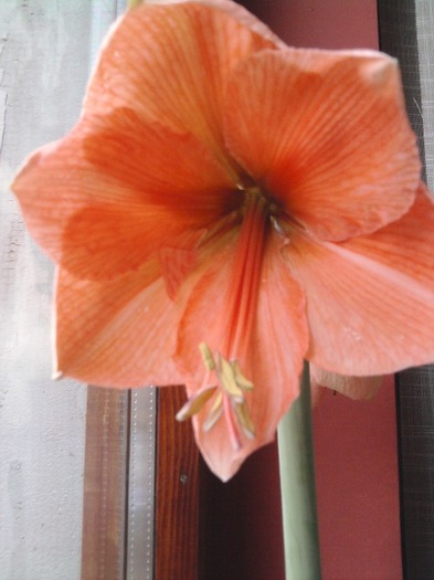 Fotografie0324 - Hippeastrum