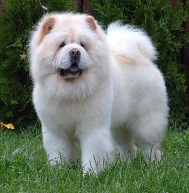 pic128645_caine_Chow-chow - caini