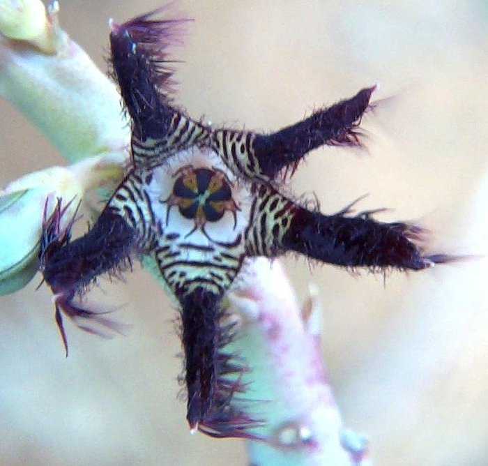Caralluma adscendens v. attenuata - Asclepiadaceae dorite