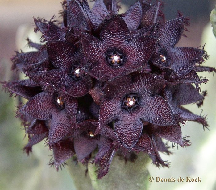 Caralluma arabicus - Asclepiadaceae dorite