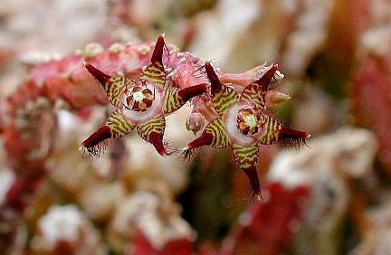 Caralluma bhupinderiana