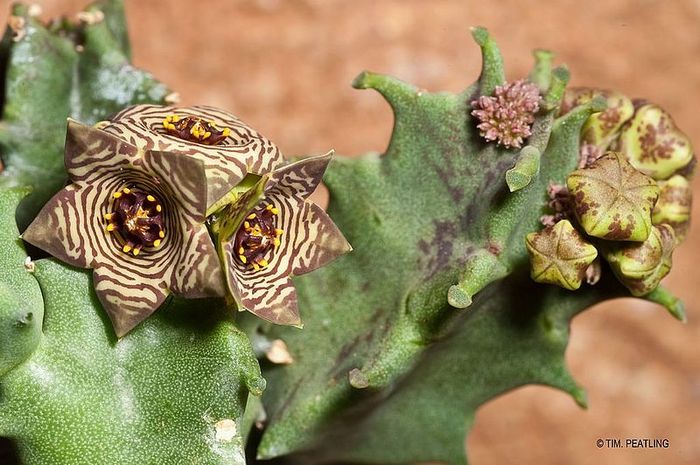 Caralluma europaea - Asclepiadaceae dorite