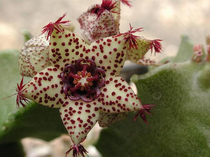 Caralluma foulcheri-delboscii