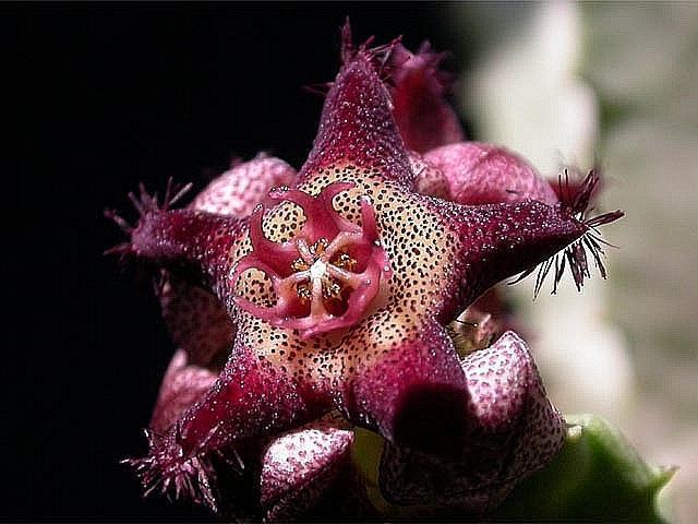 Caralluma foulcheri-delboscii v. greenbergiana - Asclepiadaceae dorite