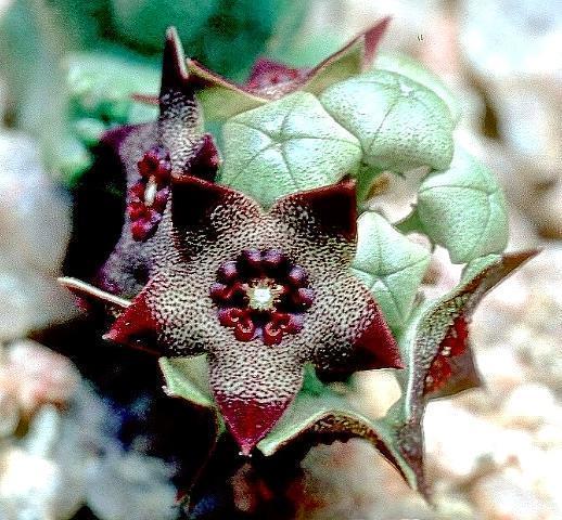 Caralluma hexagona - Asclepiadaceae dorite