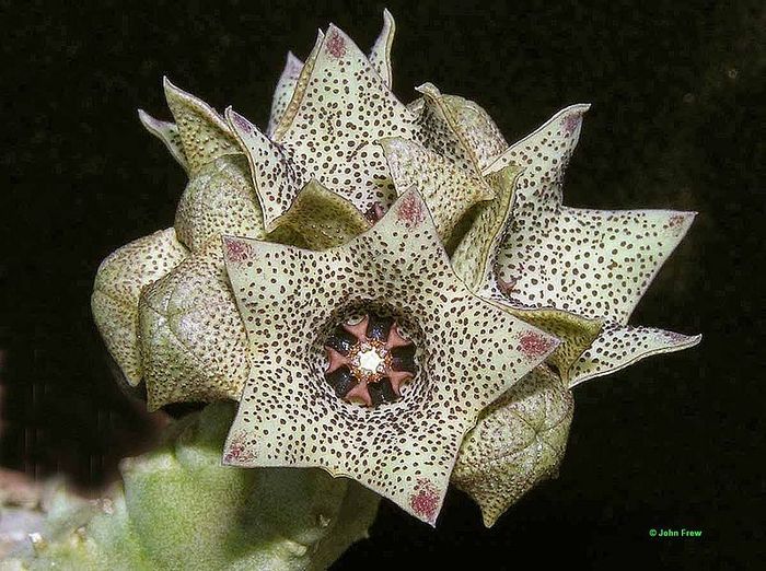 Caralluma hexagona var. septentrionalis
